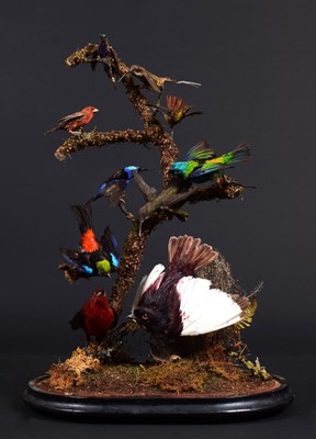 Lot 227 - Taxidermy: A Late Victorian Display of South...