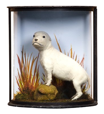 Lot 202 - Taxidermy: A Cased Golden Retriever Puppy...