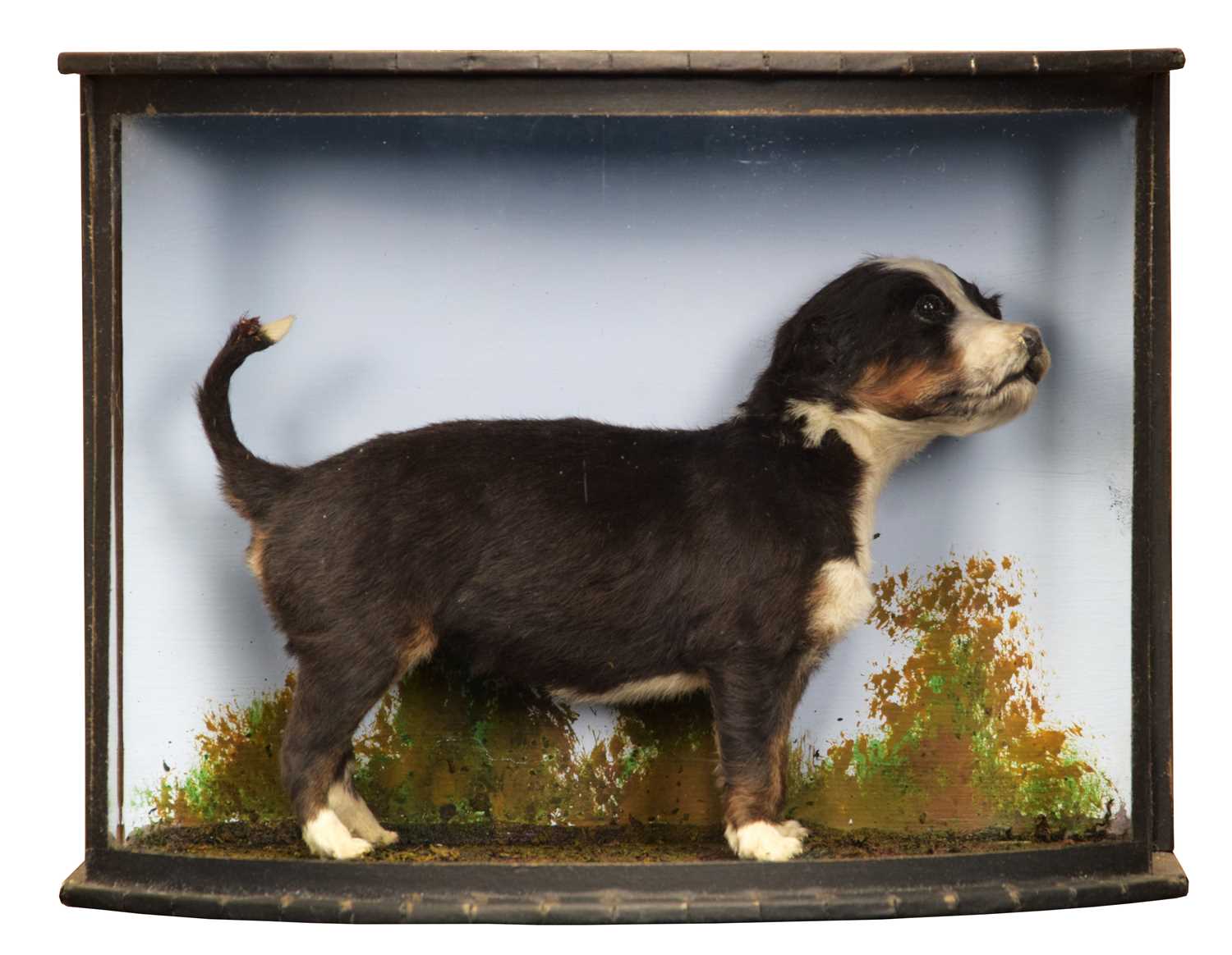 Lot 213 - Taxidermy: A Cased Bernese Mountain Dog Puppy...
