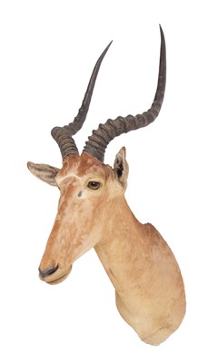 Lot 62 - Taxidermy: A Very Rare Hirola or Hunter's...
