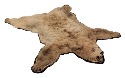 Lot 235 - Taxidermy: Cinnamon Coloured North American...