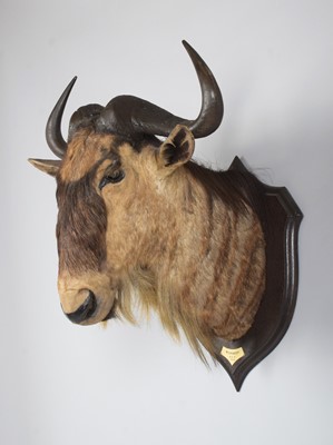Lot 7 - Taxidermy: Eastern White-bearded Wildebeest...