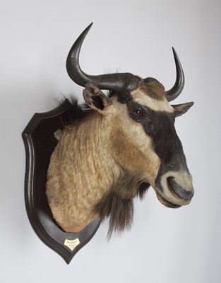 Lot 39 - Taxidermy: Eastern White-bearded Wildebeest...