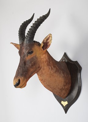 Lot 6 - Taxidermy: Serengeti Topi (Damaliscus jimela),...