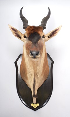 Lot 37 - Taxidermy: Livingstone's Eland (Taurotragus...
