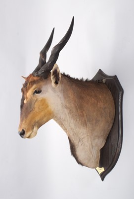 Lot 10 - Taxidermy: East African Eland (Taurotragus...