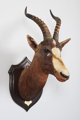 Lot 41 - Taxidermy: Blesbok (Damaliscus phillipsi),...