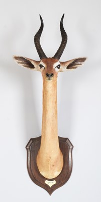 Lot 26 - Taxidermy: Southern Gerenuk (Litocranius...