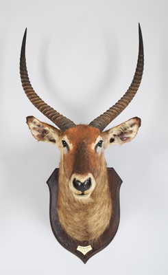 Lot 51 - Taxidermy: Defassa Waterbuck (Kobus defassa),...