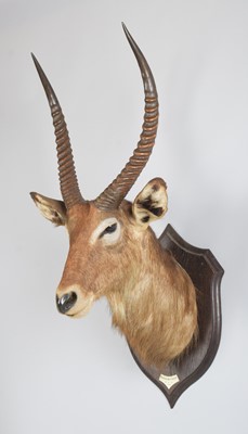 Lot 8 - Taxidermy: Ellipsen or Common Waterbuck (Kobus...