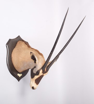Lot 27 - Taxidermy: Beisa Oryx (Oryx beisa), dated 1912,...