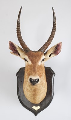 Lot 25 - Taxidermy: Ellipsen or Common Waterbuck (Kobus...