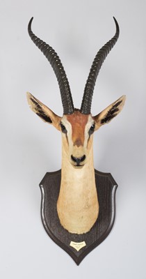 Lot 11 - Taxidermy: Southern Grant's Gazelle (Nanger...