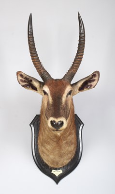 Lot 43 - Taxidermy: Crayshaws or Common Waterbuck...