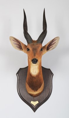 Lot 13 - Taxidermy: Cape Bushbuck (Tragelaphus...