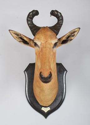 Lot 44 - Taxidermy: Lichtenstein’s Hartebeest...