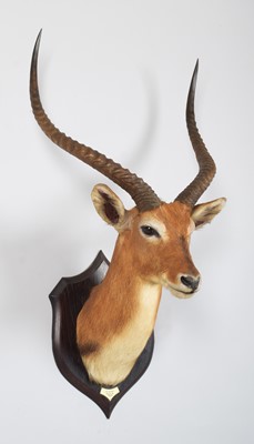 Lot 45 - Taxidermy: Red Lechwe (Kobus leche), dated...