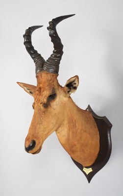 Lot 12 - Taxidermy: Jackson's or Lelwel Hartebeest...