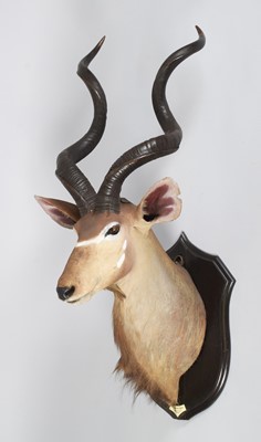 Lot 46 - Taxidermy: Zambezi Greater Kudu (Strepsiceros...