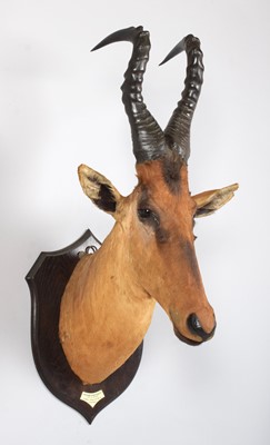 Lot 53 - Taxidermy: Jackson's or Lelwel Hartebeest...