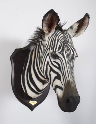 Lot 29 - Taxidermy: A Rare Grevy's Zebra (Equus grevyi),...