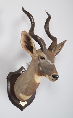 Lot 30 - Taxidermy: Lesser Kudu (Tragelaphus imberbis),...