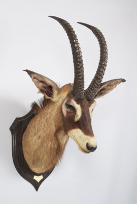 Lot 14 - Taxidermy: Roan Antelope (Hippotragus equinus...