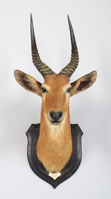 Lot 47 - Taxidermy: Southern Puku (Kobus vardonii...