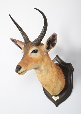 Lot 48 - Taxidermy: Common Reedbuck (Redunca arundinum),...