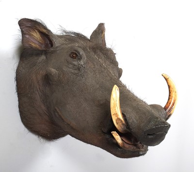 Lot 54 - Taxidermy: Common Warthog (Phacochoerus...
