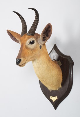 Lot 15 - Taxidermy: Ward's or Eastern Bohor Reedbuck...