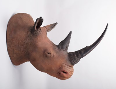 Lot 56 - Taxidermy: A Superb Recreation of a Northern...