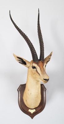 Lot 31 - Taxidermy: Southern Grant's Gazelle (Nanger...