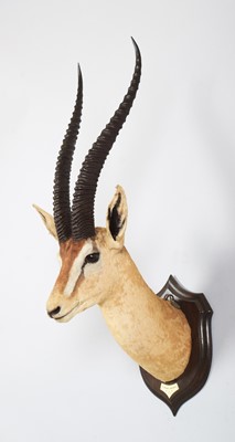 Lot 32 - Taxidermy: Northern Grant's Gazelle (Nanger...