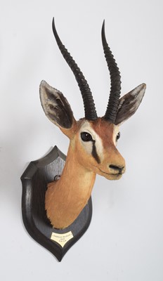 Lot 49 - Taxidermy: Pelzeln's Gazelle (Gazella...