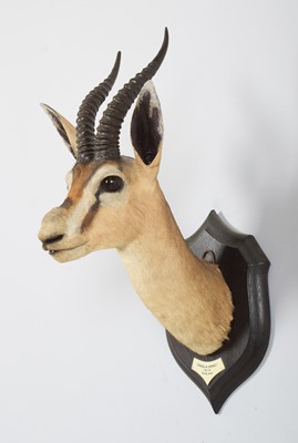 Lot 34 - Taxidermy: A Rare Speke's Gazelle (Gazella...