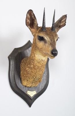 Lot 35 - Taxidermy: Somali Klipspringer (Oreotragus...