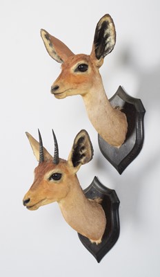Lot 18 - Taxidermy: A Pair of East African Steenbok...