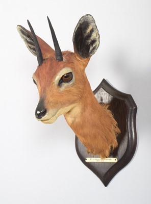 Lot 5 - Taxidermy: South African Steenbok (Raphicerus...