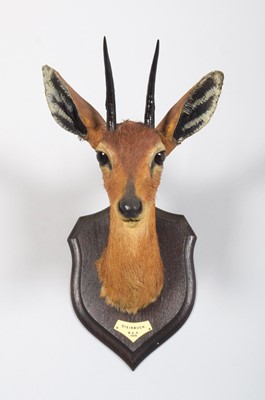 Lot 20 - Taxidermy: East African Steenbok (Raphicerus...