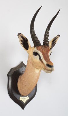 Lot 36 - Taxidermy: Dibatag (Ammodorcas clarkei), dated...