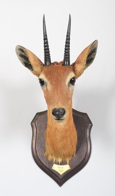 Lot 22 - Taxidermy: Central Oribi (Ourebia hastata),...