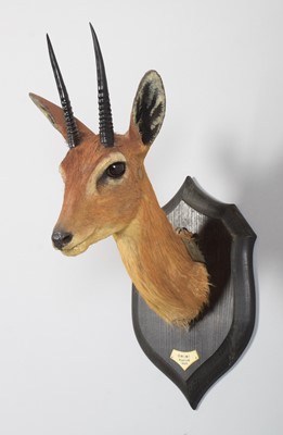 Lot 50 - Taxidermy: Central Oribi (Ourebia hastata),...