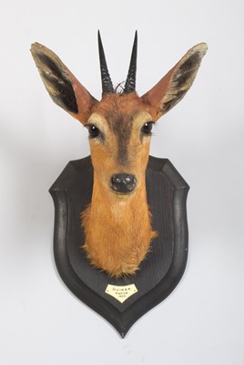 Lot 38 - Taxidermy: East African Bush Duiker...