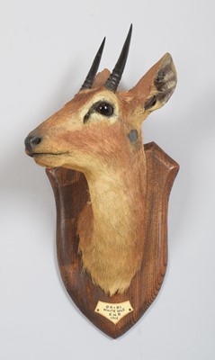 Lot 4 - Taxidermy: Central Oribi (Ourebia hastata),...