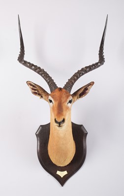 Lot 21 - Taxidermy: Common Impala (Aepyceros Melampus),...