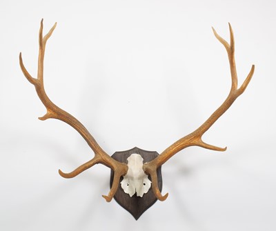 Lot 57 - Antlers/Horns: North American Wapiti or Elk...