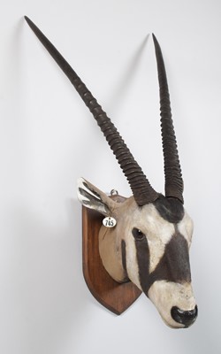 Lot 2 - Taxidermy: Gemsbok Oryx (Oryx gazella), late...