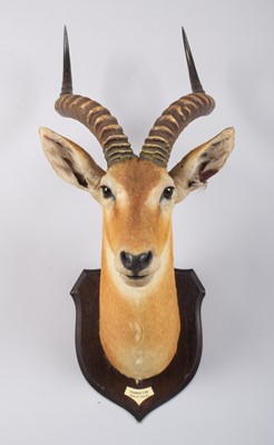 Lot 55 - Taxidermy: Uganda Kob (Kobus thomasi), circa...
