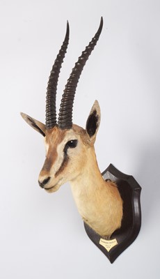 Lot 23 - Taxidermy: Thomson's Gazelle (Eudorcas...